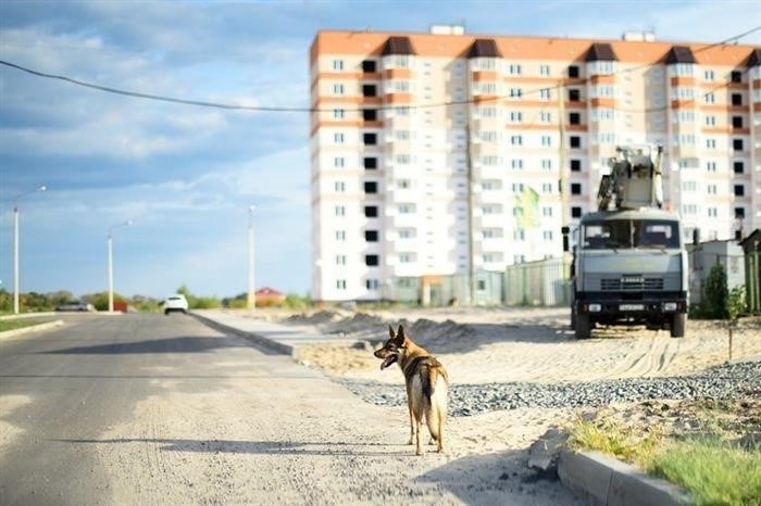 Возможные юридические последствия при столкновении с соседкой из-за собаки породы сенбернар